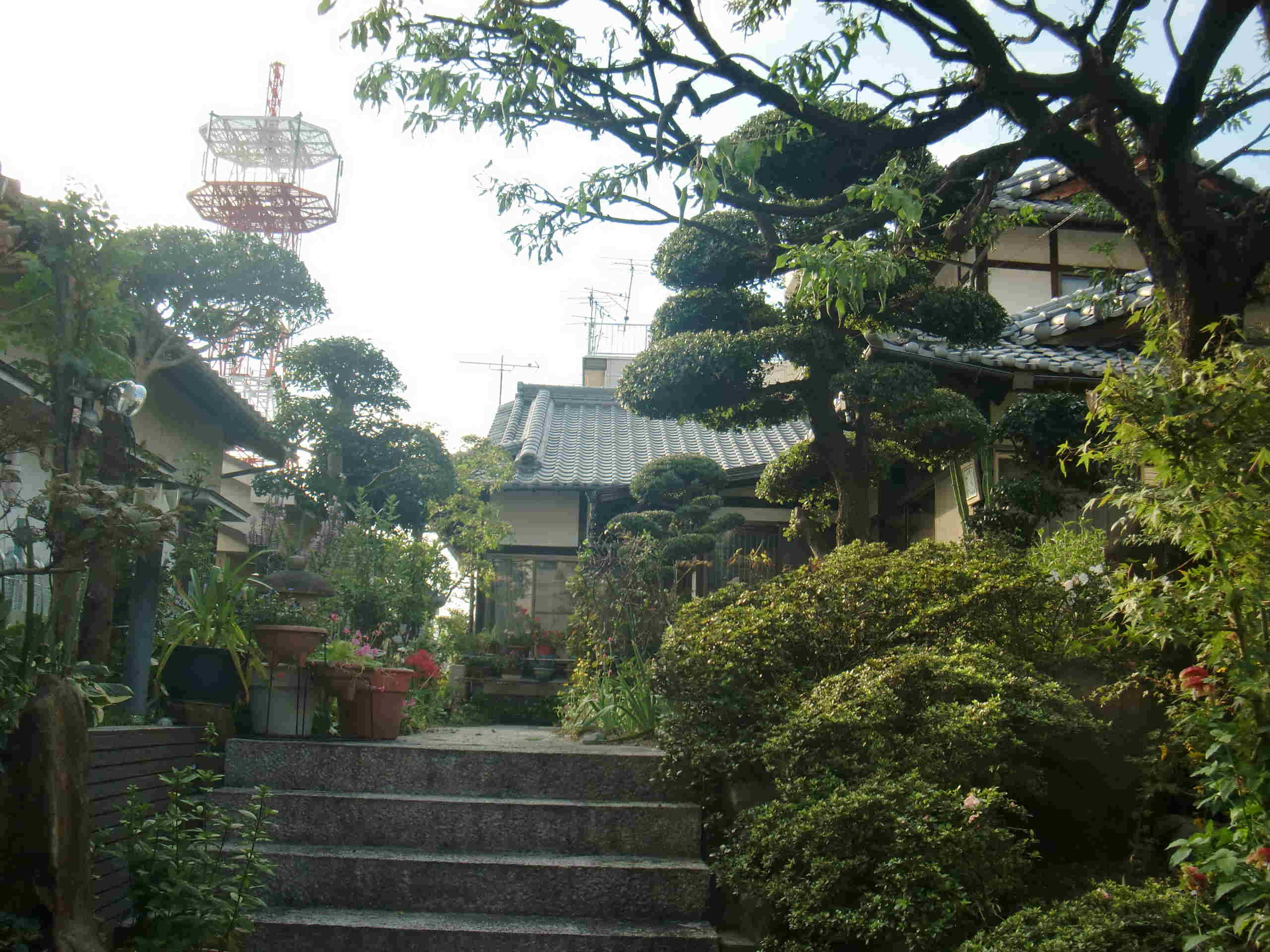 ウバメガシ剪定 後